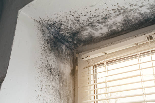 Affordable Basement Mold Removal solutions in Belle Mead, NJ