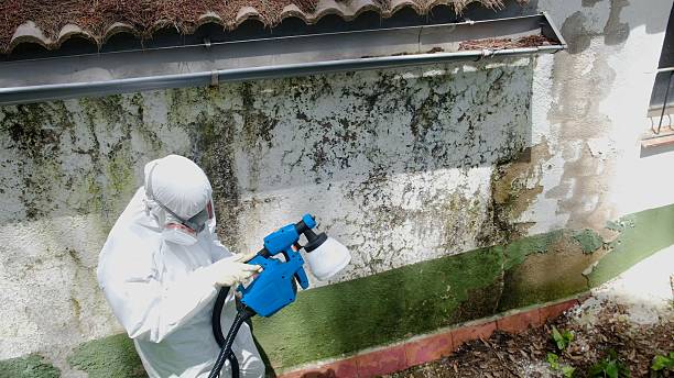 Trusted Mold Inspection service in Belle Mead, NJ - Cheap Mold Removal